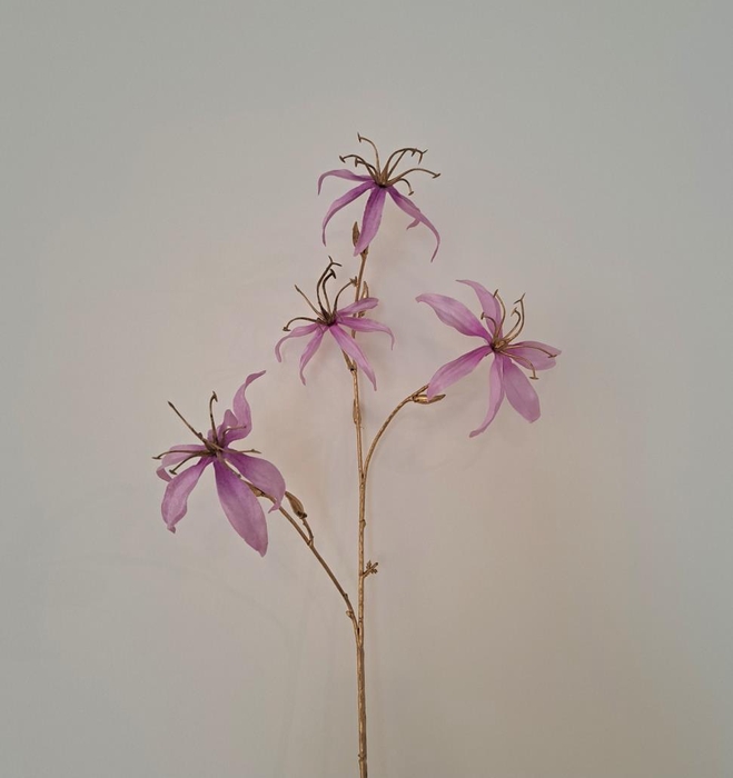 <h4>Af Gloriosa X4 L80cm Lilac</h4>