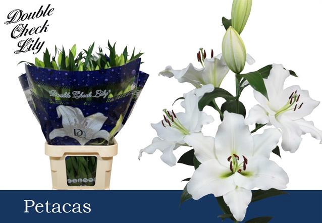 <h4>LI OT PETACAS</h4>