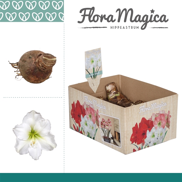 <h4>Hippeastrum 22/24 Wit in Bulb Box Multi</h4>