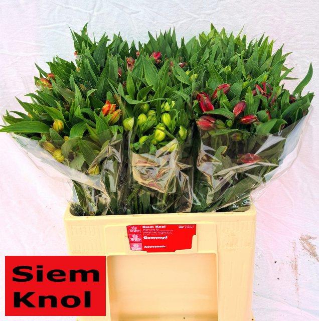 <h4>Alstroemeria mix in bucket</h4>