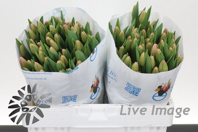 <h4>Tulipa si tresor</h4>