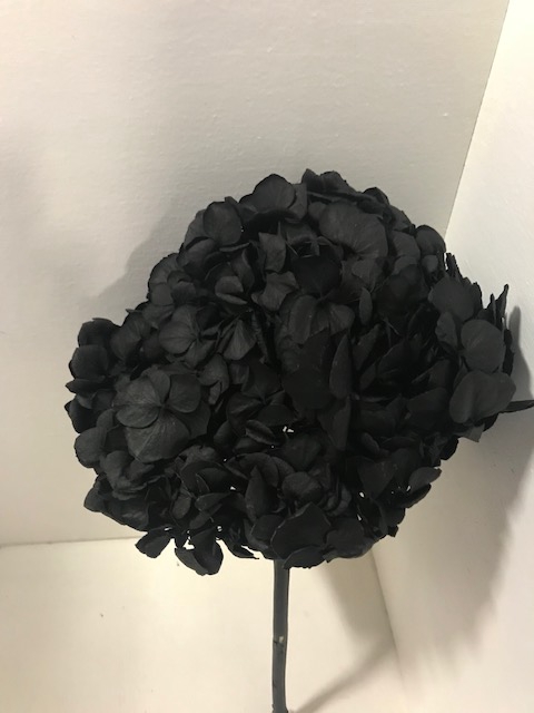 <h4>Hydrangea / Hortensia d15cm zwart</h4>