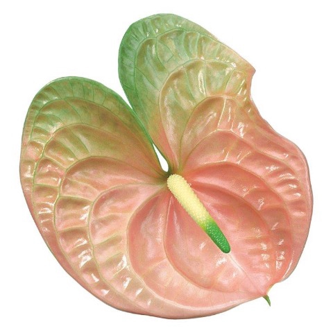 <h4>Anthurium senator</h4>