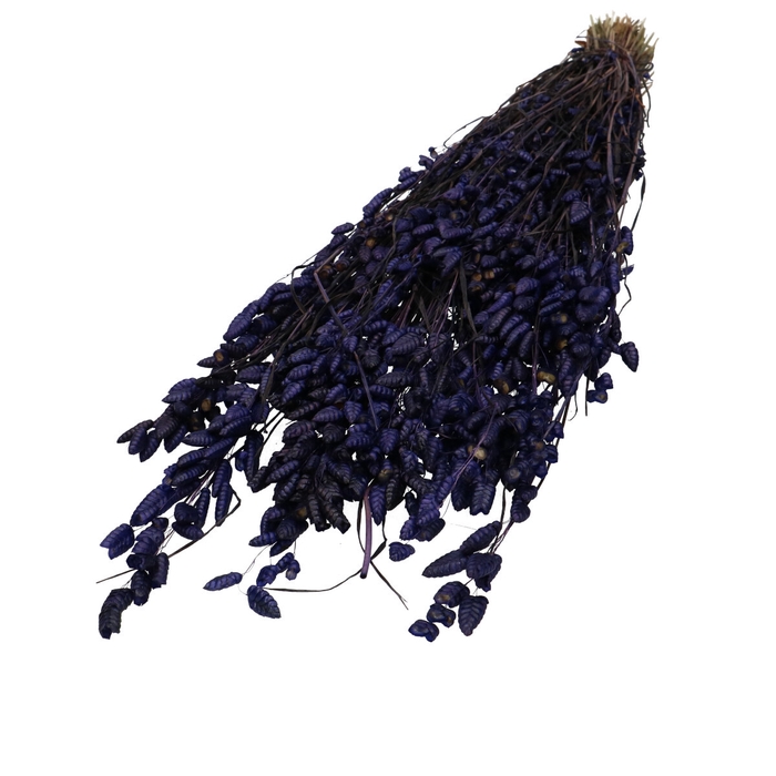 <h4>Dried flowers Briza Maxima 60cm</h4>