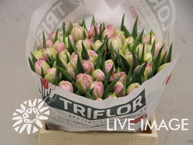<h4>Tulipa do maitresse</h4>
