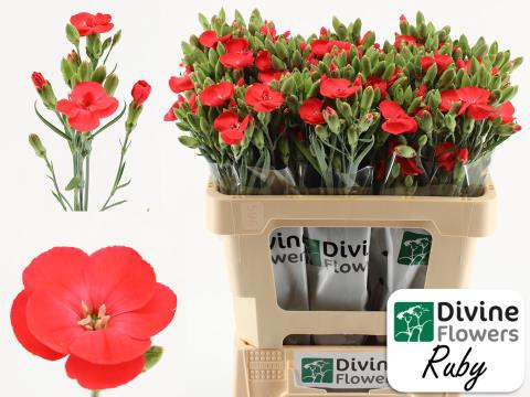 <h4>Dianthus sp solomio ruby</h4>
