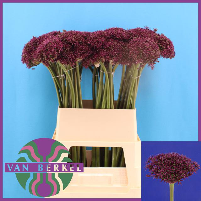 <h4>ALLIUM CHERRY</h4>