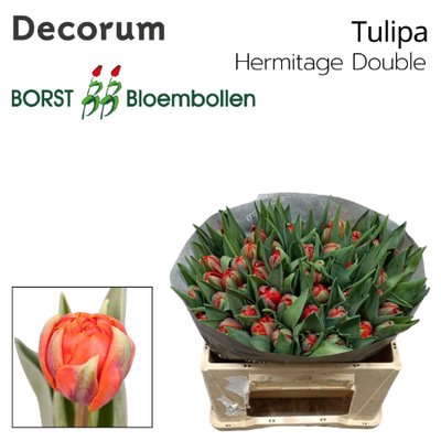 <h4>Tulipa do hermitage double</h4>