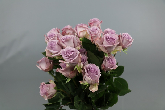 <h4>Rosa ec ocean song</h4>