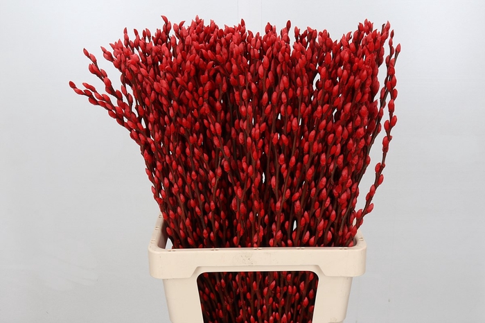 <h4>Salix paint pussy willow red</h4>