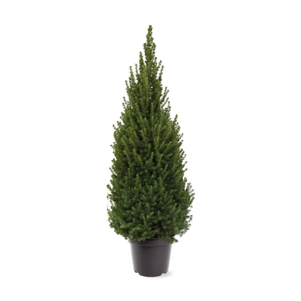 <h4>Picea glauca 'Perfecta' (pbr) (zonder etiket)</h4>