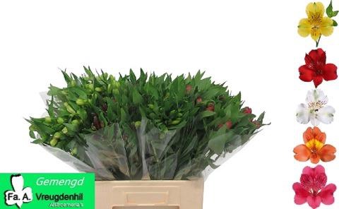 <h4>Alstroemeria mix in bucket</h4>