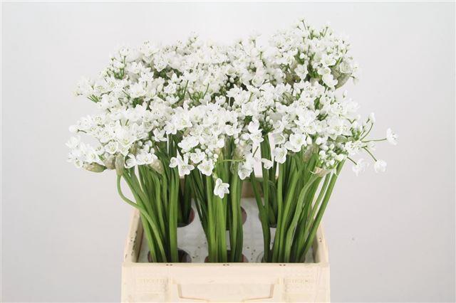<h4>Allium neopolitanum</h4>