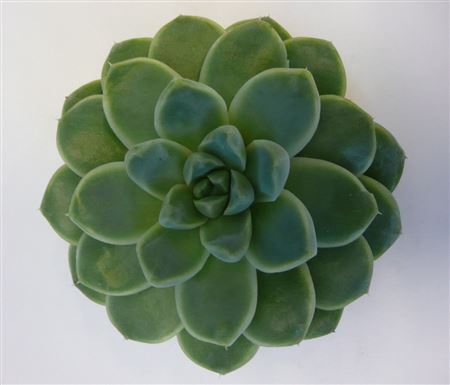<h4>Echeveria albicans cutflower</h4>