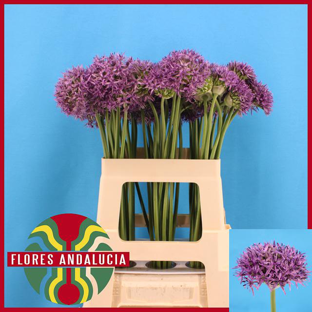 <h4>ALLIUM VIOLET BEAUTY</h4>