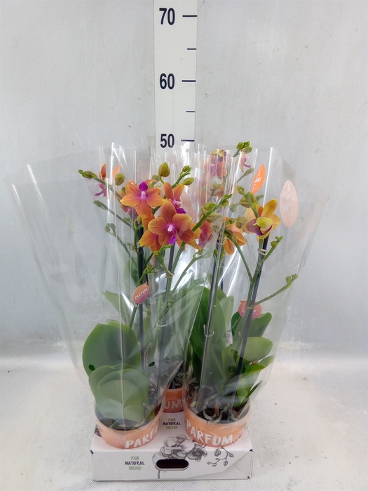 <h4>Phalaenopsis Multi. 'ant Bolgheri'</h4>