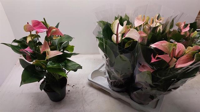 <h4>Anthurium Andreanum Grp gemengd</h4>
