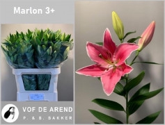 <h4>Lilium Oriental Marlon</h4>