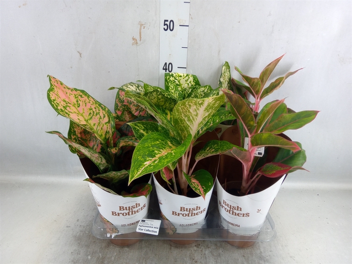 <h4>Aglaonema   ...mix</h4>