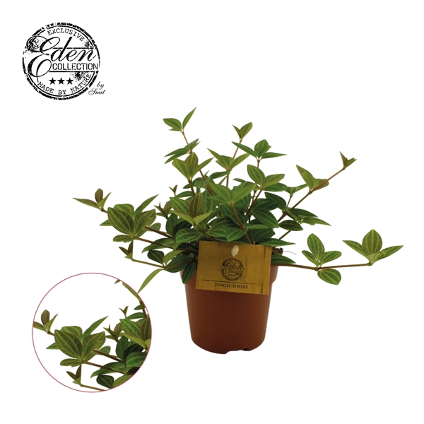 <h4>Peperomia Ang. Rocca Vivace 10,5cm</h4>