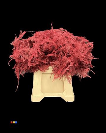 <h4>Asp 1e Red</h4>