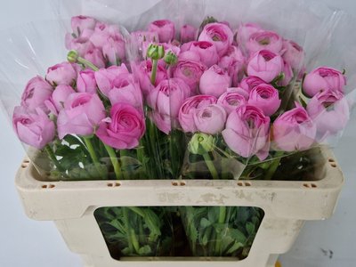 <h4>Ranunculus elegance pink</h4>