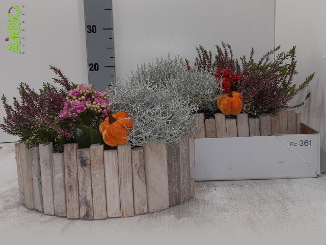 <h4>Arr Tuinplanten</h4>