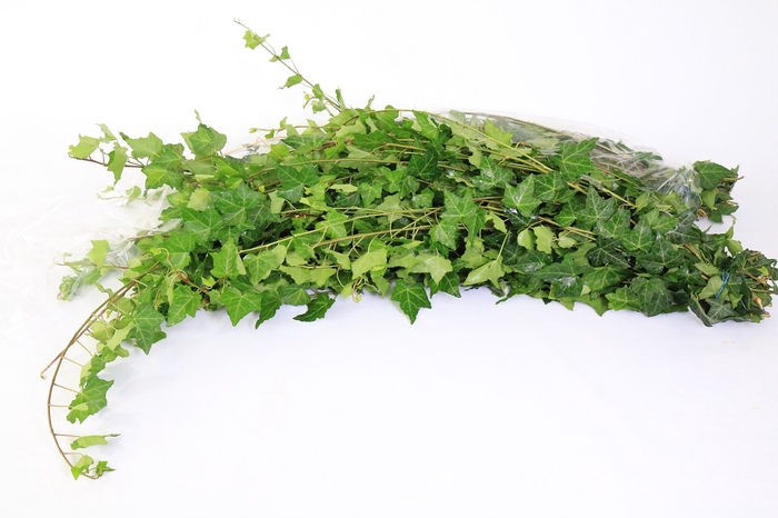 <h4>Hedera rank green</h4>