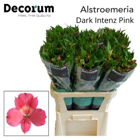 <h4>Alstroemeria intenz dark pink</h4>
