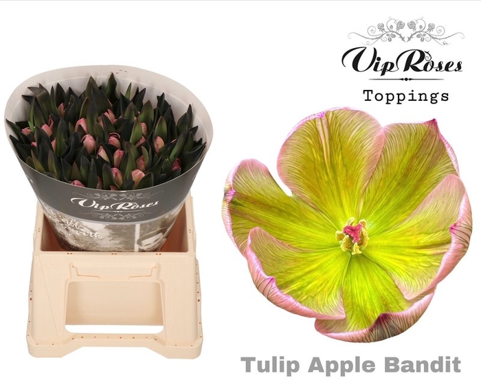 <h4>Tulipa si paint apple bandit</h4>