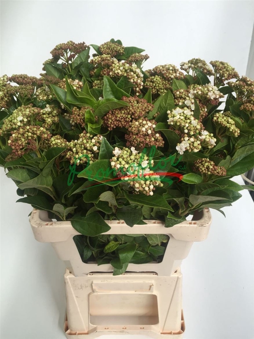 <h4>> Viburnum Macrophillum 400gr.</h4>