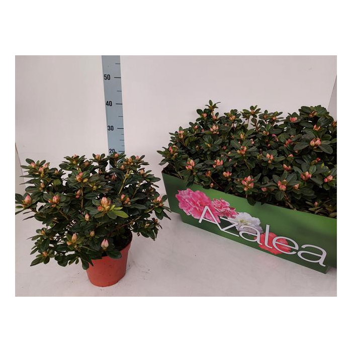 <h4>Rhododendron simsii Thesla 14Ø 32cm 32Ø</h4>