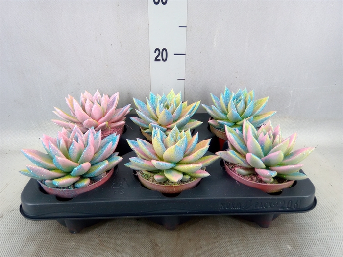 <h4>Echeveria  'Miranda'</h4>