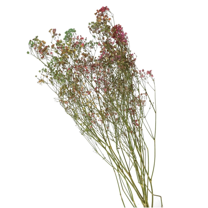 <h4>Droogbloem Gyps 70cm</h4>