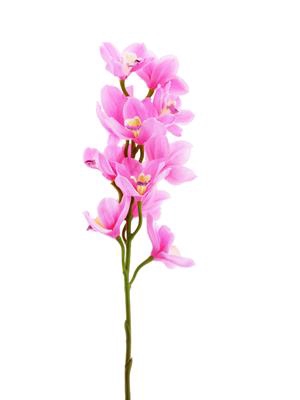 <h4>Af Orchid Cymb. 78cm Pink</h4>