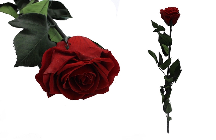 <h4>Rosa preservada vibrant red</h4>