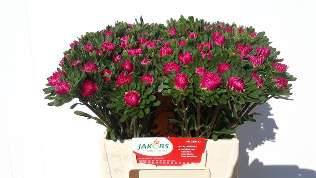 <h4>Callistephus mats cerise</h4>