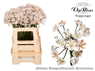<h4>Allium paint neopolitanum brownies</h4>