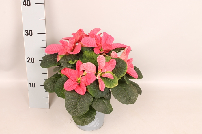 <h4>Poinsettia 13 cm Mouse Pink</h4>