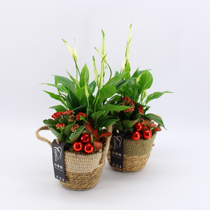 <h4>BAXM-2316R Xmas Fundamentals</h4>