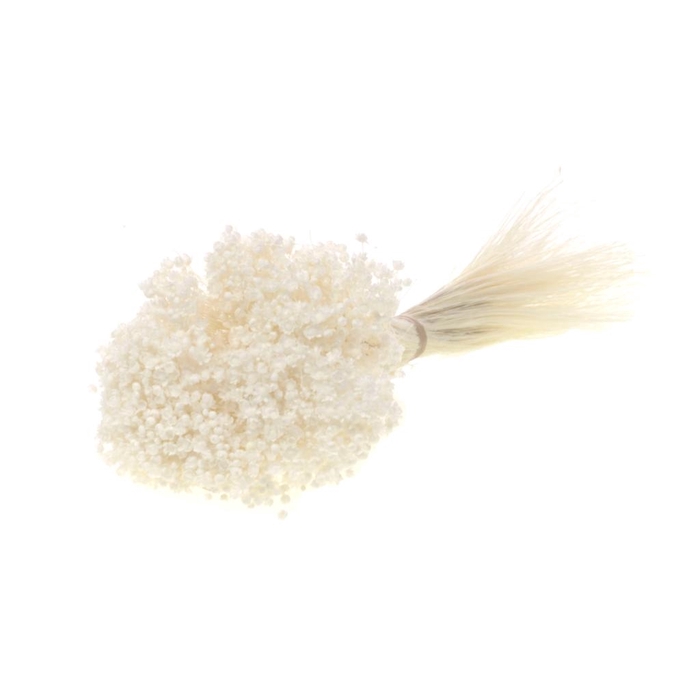 <h4>DRIED FLOWERS - MARCELA BLEACHED WHITE</h4>