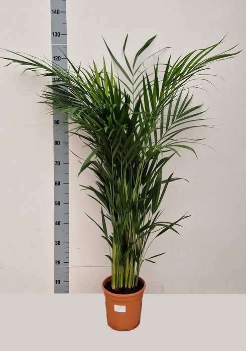 <h4>DYPSIS LUTESCENS</h4>