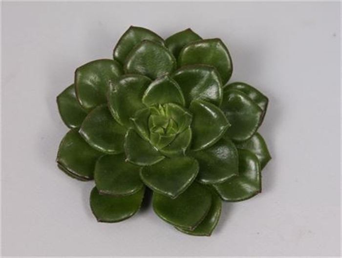 <h4>Echeveria affinus cutflower wincx-5cm</h4>