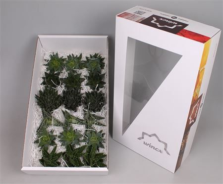 <h4>Aloe Mix (wincx) Cutflower Wincx-8cm</h4>