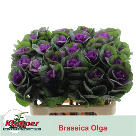 <h4>Brass Empire Olga</h4>