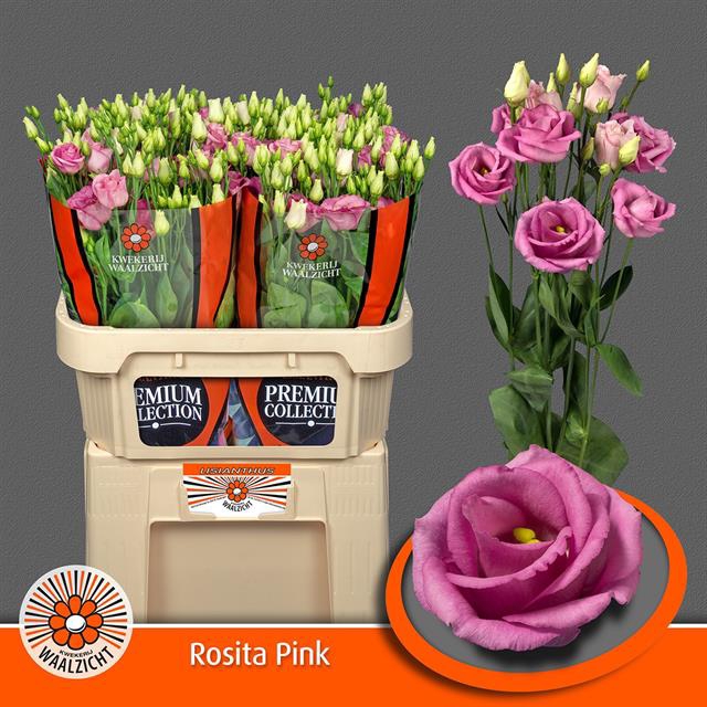 <h4>EUS G ROSI ROSE PINK</h4>