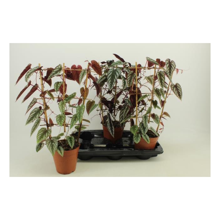 <h4>Cissus Discolor 15Ø 45cm</h4>