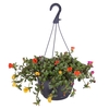 Hpot Portulaca Mixpot Mixkar