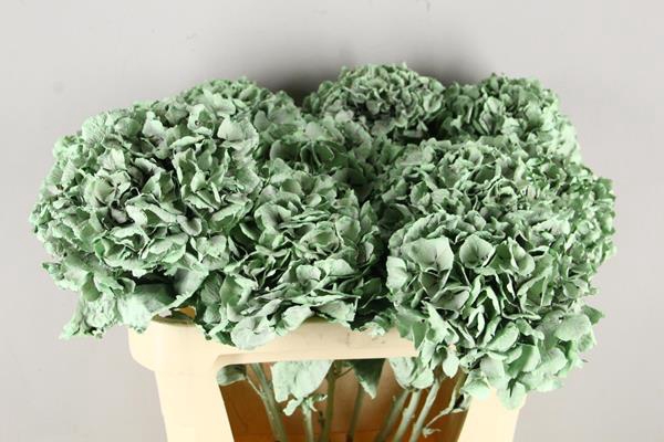 <h4>Df Hydrangea Mint Green</h4>