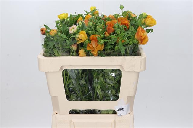 <h4>Ranunculus butterfly minoan</h4>